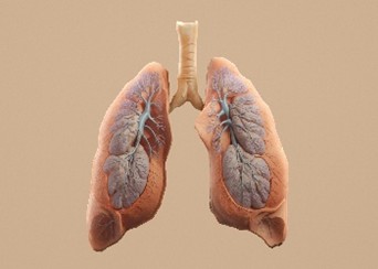 Bleomycin induced IPF model